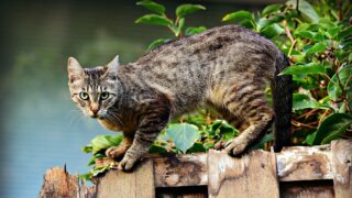 Meine neue Katze