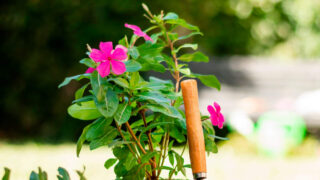 Eine pink blühende Pflanze im Garten mit einer kleinen Schippe