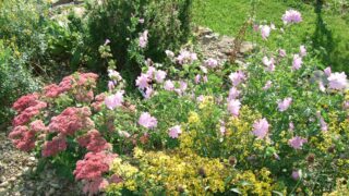 Bienen und Co